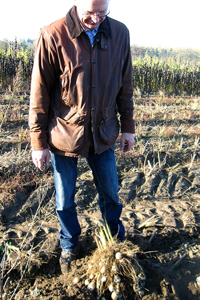 ドイツの畑で掘り出した菊芋